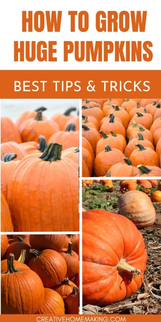 Get inspired to grow your own giant pumpkins with these expert tips and tricks. Learn how to nurture healthy, oversized pumpkins that will make a statement in your garden.