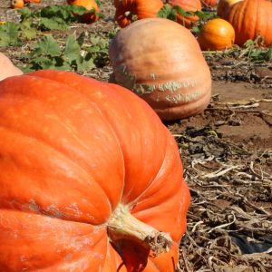 Uncover the secrets to growing colossal pumpkins in your garden with these expert tips and techniques. Get ready to impress with your giant pumpkin harvest!