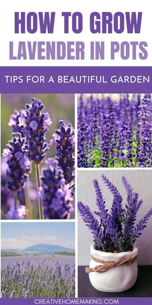 Bring the soothing scent of lavender to your patio or balcony. Explore our tips for growing lavender in pots and create a fragrant oasis in your outdoor living area.