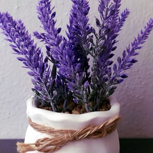 Elevate your garden with potted lavender! Learn how to successfully grow and care for this aromatic herb in containers.