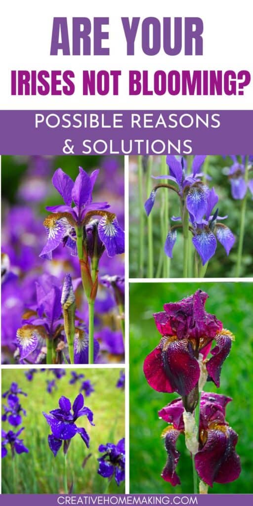 Explore potential reasons why your irises may not be blooming and find practical solutions to help them thrive. Uncover the secrets to promoting healthy growth and vibrant blooms in your iris garden.