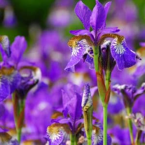 Discover expert tips for troubleshooting irises that won't bloom. From proper planting techniques to addressing common issues, learn how to encourage your irises to flourish in your garden.