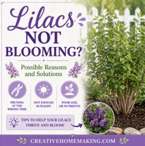 Wondering why your lilacs are not blooming? Learn the most common reasons lilacs fail to flower and easy solutions to help your bushes bloom beautifully again next spring.