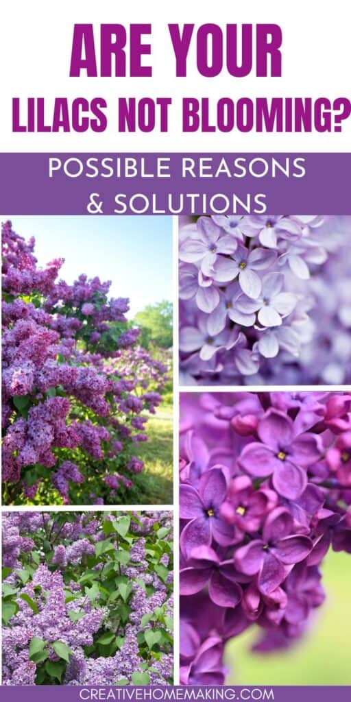 Uncover the potential reasons behind your lilacs not blooming and find practical solutions to promote flourishing growth. Elevate your garden with lush lilac blooms using our expert guidance.
