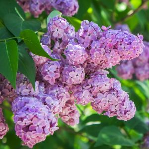 Explore troubleshooting tips and expert advice to revive your lilacs and encourage blooming in your garden. Discover the secrets to nurturing healthy, vibrant lilac blooms.