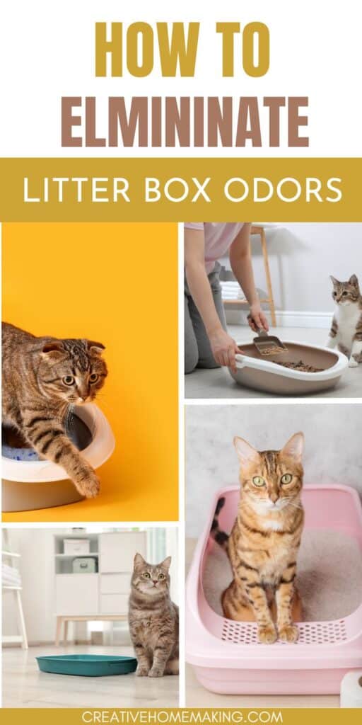 Say goodbye to unpleasant litter box odors with these simple yet powerful strategies. Learn how to select odor-fighting litter, maintain a clean litter box, and incorporate natural odor eliminators to create a welcoming space for both you and your cat.