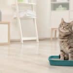 Discover effective ways to banish litter box odors and keep your home smelling fresh. From choosing the right litter to implementing regular cleaning routines, these tips will help you enjoy a odor-free environment for your feline friend.