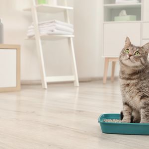 Discover effective ways to banish litter box odors and keep your home smelling fresh. From choosing the right litter to implementing regular cleaning routines, these tips will help you enjoy a odor-free environment for your feline friend.