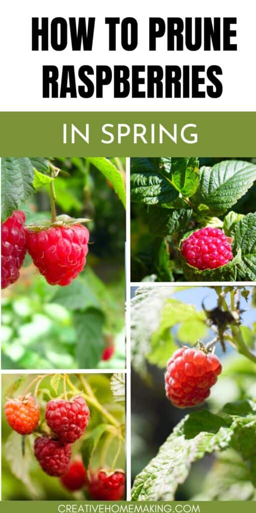 Discover the art of spring raspberry pruning with our expert tips! Learn how to trim and shape your raspberry bushes for a bountiful harvest.