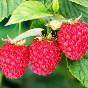 Looking to boost your raspberry yield this spring? Dive into our guide on pruning raspberries for a flourishing garden. Find out the secrets to nurturing healthy raspberry plants!