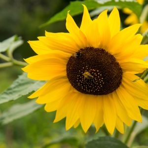 Discover the joy of container gardening with sunflowers! Our step-by-step guide will show you how to plant, care for, and nurture these vibrant flowers in pots, adding a pop of sunshine to any outdoor space.