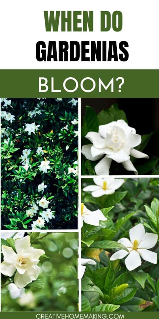 Find out when gardenias bloom and how to care for these exquisite flowers to ensure a stunning floral showcase in your garden. Explore gardening tips and tricks for a successful gardenia bloom!