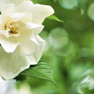 Learn about the blooming season of gardenias and how to create a breathtaking garden display with these fragrant flowers. Discover tips for nurturing gardenias to bloom at their best!