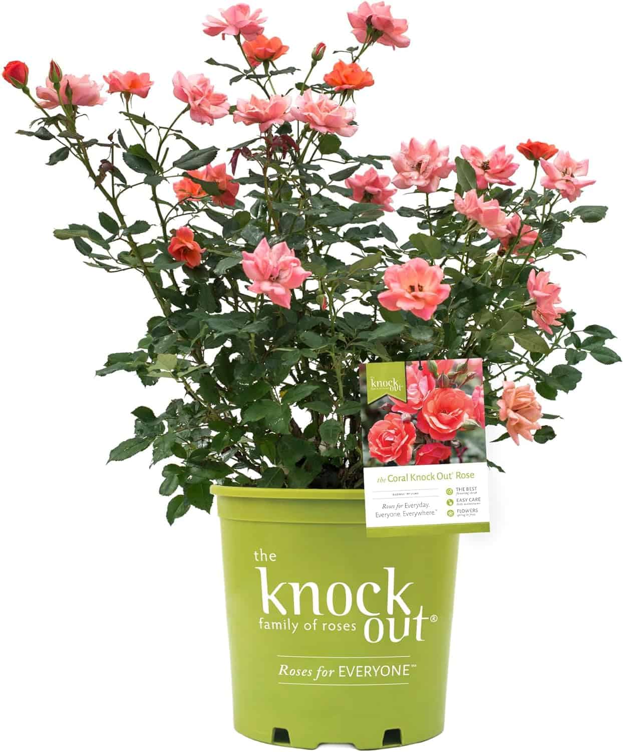 1 Gallon, Knock Out Rose Coral, with Gentle Green Foliage and Bold Coral Pink Blooms