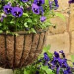 Create a stunning hanging garden with these best plants for hanging flower baskets! Explore a variety of colorful blooms and trailing vines to add a touch of beauty to your outdoor space.