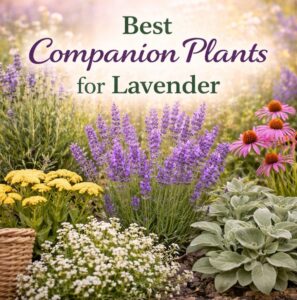 If you’re growing lavender, don’t make this mistake. These companion plants will help it grow better and look stunning together. Perfect for garden party inspiration, summer drinks, tea party ideas, and brunch garden styling.