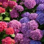 Learn the proper technique for deadheading hydrangeas to encourage new growth and abundant blooms with our step-by-step guide.