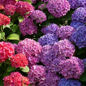 Deadheading Hydrangeas: The Proper Way to Prune Them - Creative Homemaking