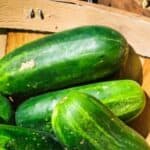 Learn how to prune cucumbers for a bountiful harvest with these simple tips and tricks. From removing suckers to training vines, we've got all the info you need to grow healthy, productive cucumber plants.