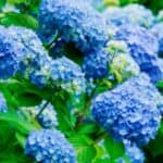 Discover the art of propagating hydrangeas and transform your garden! From cuttings to layering techniques, learn step-by-step methods to grow these stunning blooms. Perfect for beginners and seasoned gardeners alike!