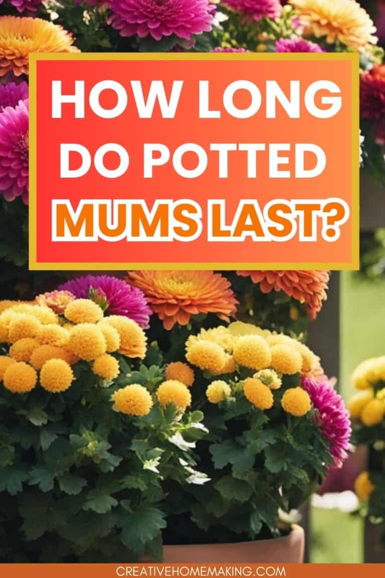 How Long Do Potted Mums Last? Tips for Keeping Your Chrysanthemums