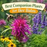 Looking for the best companion plants for bee balm? These easy pairings will help you grow a healthy, pollinator-friendly garden with simple bee balm gardening tips.
