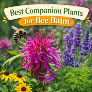 Looking for the best companion plants for bee balm? These easy pairings will help you grow a healthy, pollinator-friendly garden with simple bee balm gardening tips.
