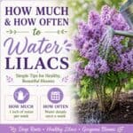 Learn how much and how often to water lilacs for healthy roots and beautiful blooms. Easy lilac care tips for new shrubs, established bushes, and dry summer weather.
