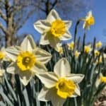 Elevate your spring garden with the ideal companions for daffodils! This guide highlights the top plants that thrive alongside daffodils, including cheerful pansies and resilient daylilies. Find out how these combinations can attract pollinators and add layers of texture to your landscape!