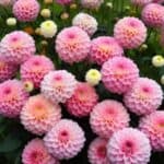 Dahlia growth techniques