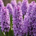 Transform your garden into a spring paradise with hyacinth bulbs! In this post, we share essential tips for planting these gorgeous flowers, including the best planting depth, ideal sunlight conditions, and care instructions. Get ready to enjoy breathtaking blooms that will brighten up your outdoor space!