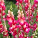 Ready to add vibrant snapdragons to your garden? Check out these essential tips for planting snapdragon seeds, including timing, watering, and maintenance for a flourishing garden full of color!
