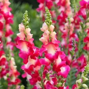 Ready to add vibrant snapdragons to your garden? Check out these essential tips for planting snapdragon seeds, including timing, watering, and maintenance for a flourishing garden full of color!
