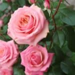 Beautiful rose garden with ideal companion plants for health and aesthetics.