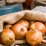 Unlock the secrets of companion planting with onions! Explore our curated list of ideal partners, including herbs and vegetables that promote healthy growth and repel harmful pests. Elevate your gardening game and create a thriving ecosystem in your backyard!