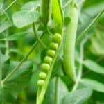 Vibrant garden showcasing peas alongside companion plants like marigolds and radishes for improved growth and pest control.
