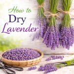 Dry lavender at home with this simple method. Perfect for drinks, DIY recipes, teas, desserts, and creating beautiful, calming spaces.