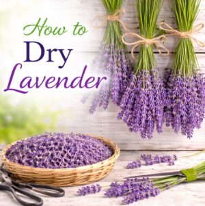 Dry lavender at home with this simple method. Perfect for drinks, DIY recipes, teas, desserts, and creating beautiful, calming spaces.