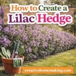 Create a stunning lilac hedge with these easy tips. Learn how to grow lilacs for privacy, fragrance, and beautiful spring blooms in your garden.