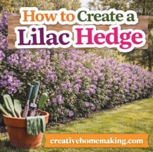 Create a stunning lilac hedge with these easy tips. Learn how to grow lilacs for privacy, fragrance, and beautiful spring blooms in your garden.