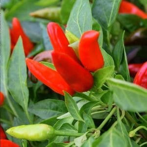 What not to plant with peppers in a home garden