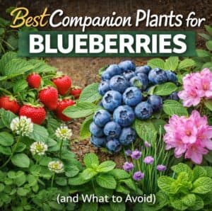 Struggling with blueberry plants? The problem might be what you planted nearby. Discover the best companion plants for blueberries and how to fix common mistakes.