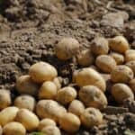 Companion plants for potatoes, enhancing growth and pest control.