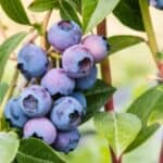 Blueberries with ideal companion plants