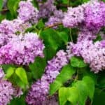 Beautiful lilac bush surrounded by complementary companion plants.