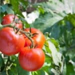 Companion plants for tomatoes including marigolds and basil in a vibrant garden setting.