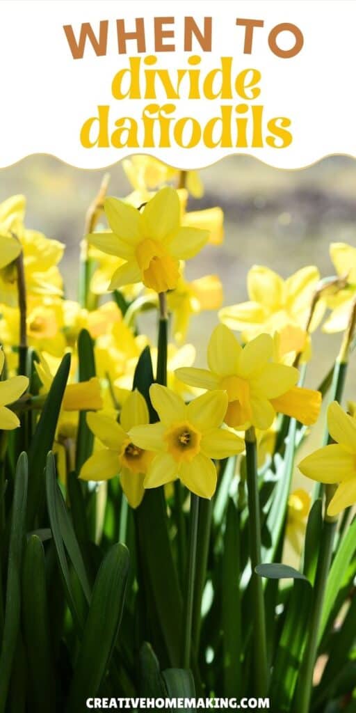 When To Divide Daffodils