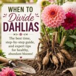 Dividing dahlias can lead to stronger plants and more beautiful flowers. Learn when to divide dahlia tubers, how to do it correctly, and tips for success. Perfect for anyone growing cottage garden flowers and cut flowers for bouquets.