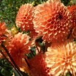 Healthy dahlia plants ready for division in a sunny garden