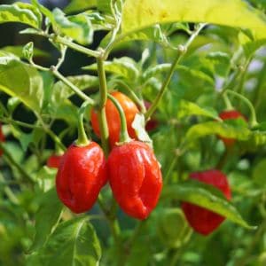 Maximize your pepper yield by steering clear of these incompatible plants. Find out which common garden companions can harm your peppers and how to arrange your garden for success.
